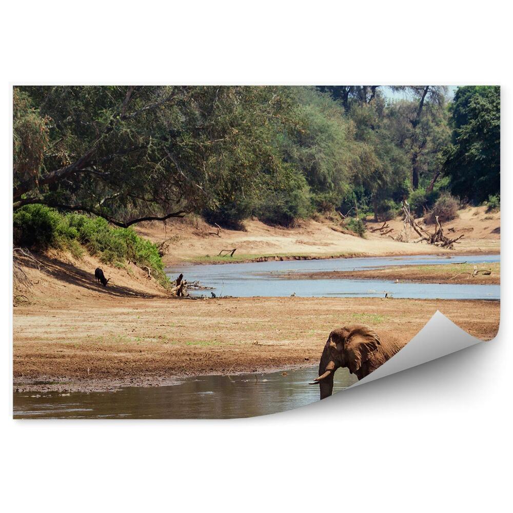 Fototapeta Park narodowy słoń afrykański woda drzewa