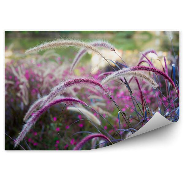 Fototapeta Dzika trawa łąka