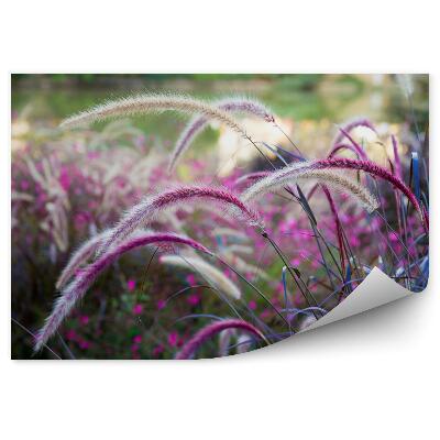 Fototapeta Dzika trawa łąka