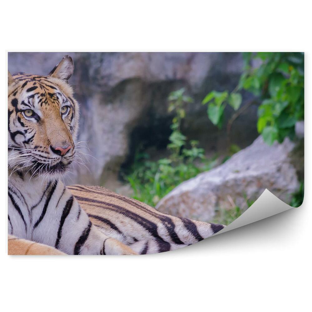Fototapeta Leżący tygrys na tle skał