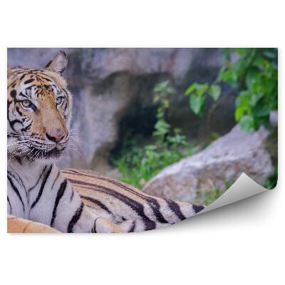 Fototapeta Leżący tygrys na tle skał