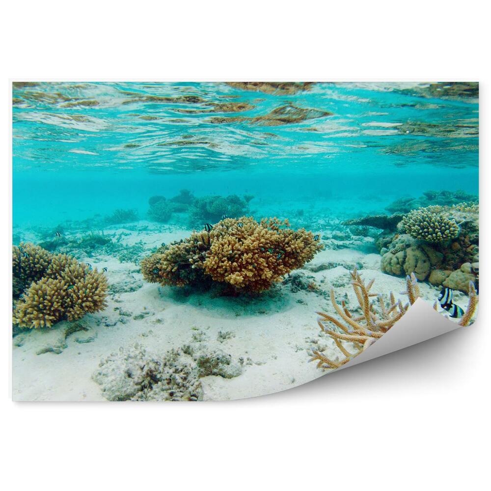 Okleina ścienna Rafa koralowa podwodny świat błękit