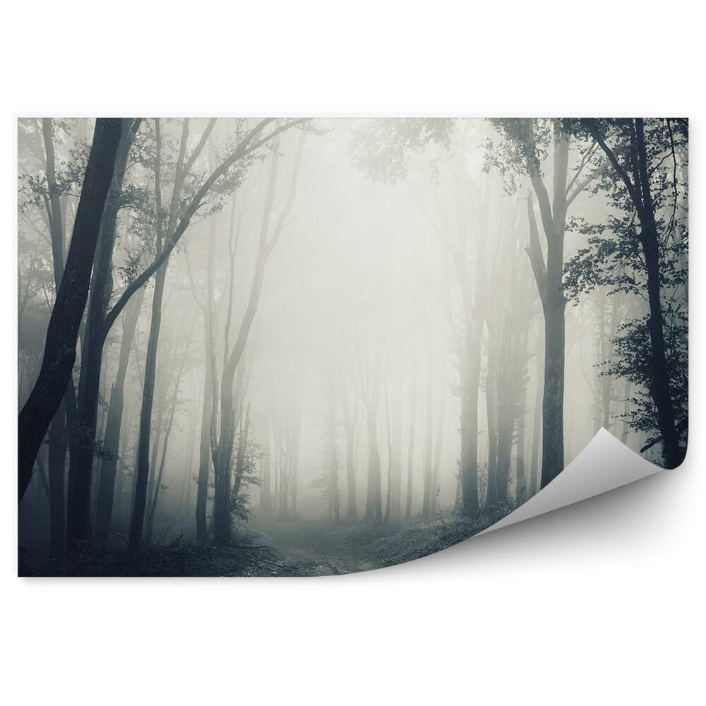 Okleina ścienna Ciemny las mgła