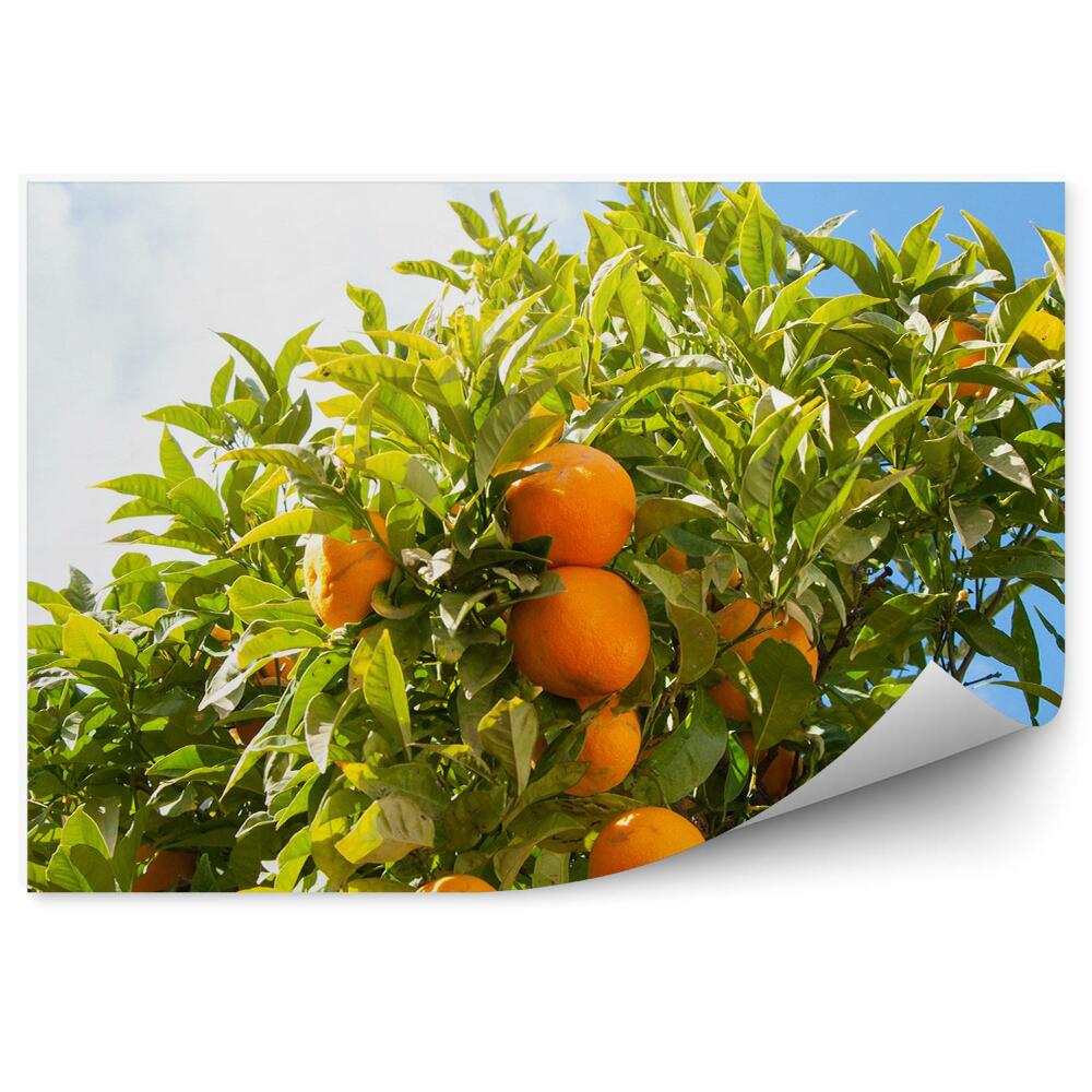 Fototapeta na ścianę Pomarańczowe owoce na drzewie zielone listki