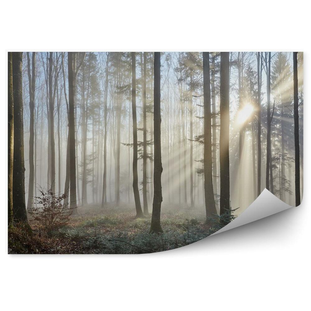 Fototapeta Promienie słoneczne w mglistym lesie