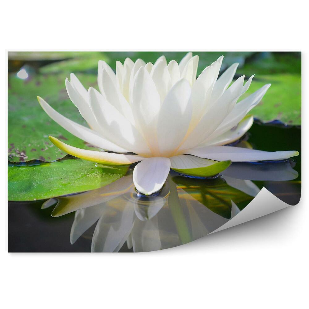 Okleina ścienna Biały kwiat lotosu zielone liście woda