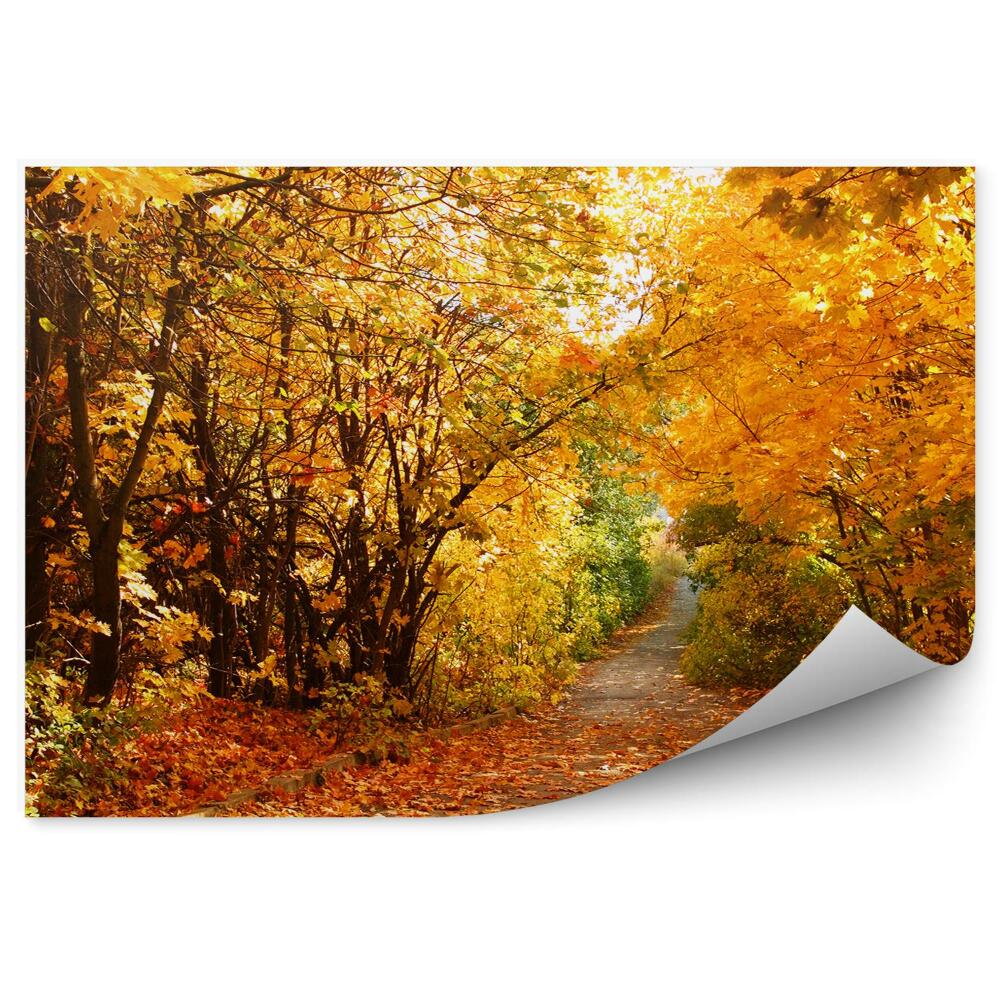 Fototapeta na ścianę Droga jesienny park żółte drzewa