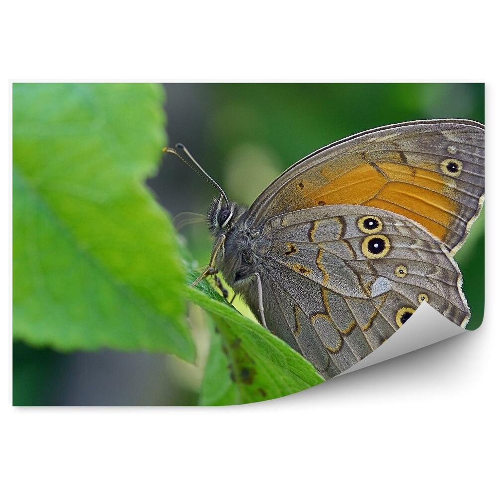 Fototapeta Motyl na liściu szare skrzydła oczka