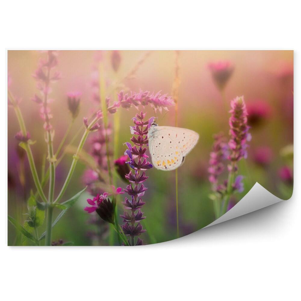 Fototapeta Motyl na łące kwiaty