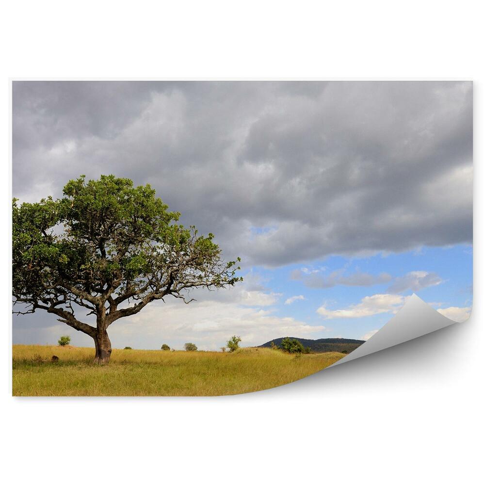 Fototapeta Krajobraz drzewo afryka natura