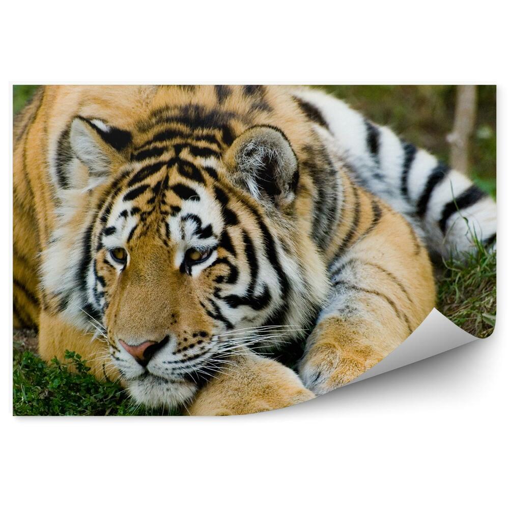 Fototapeta Odpoczywający tygrys