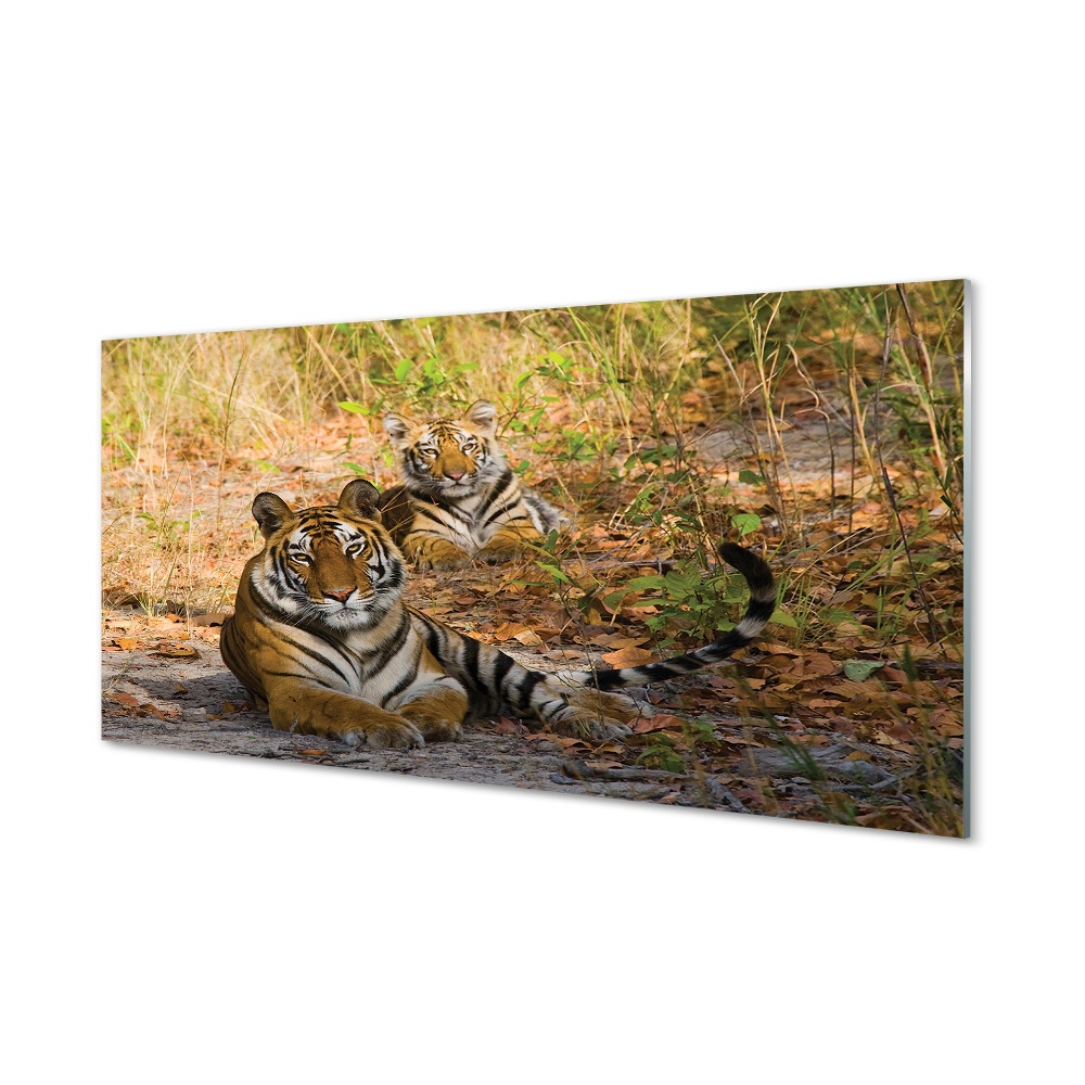 Obraz na szkle Leżące tygrysy