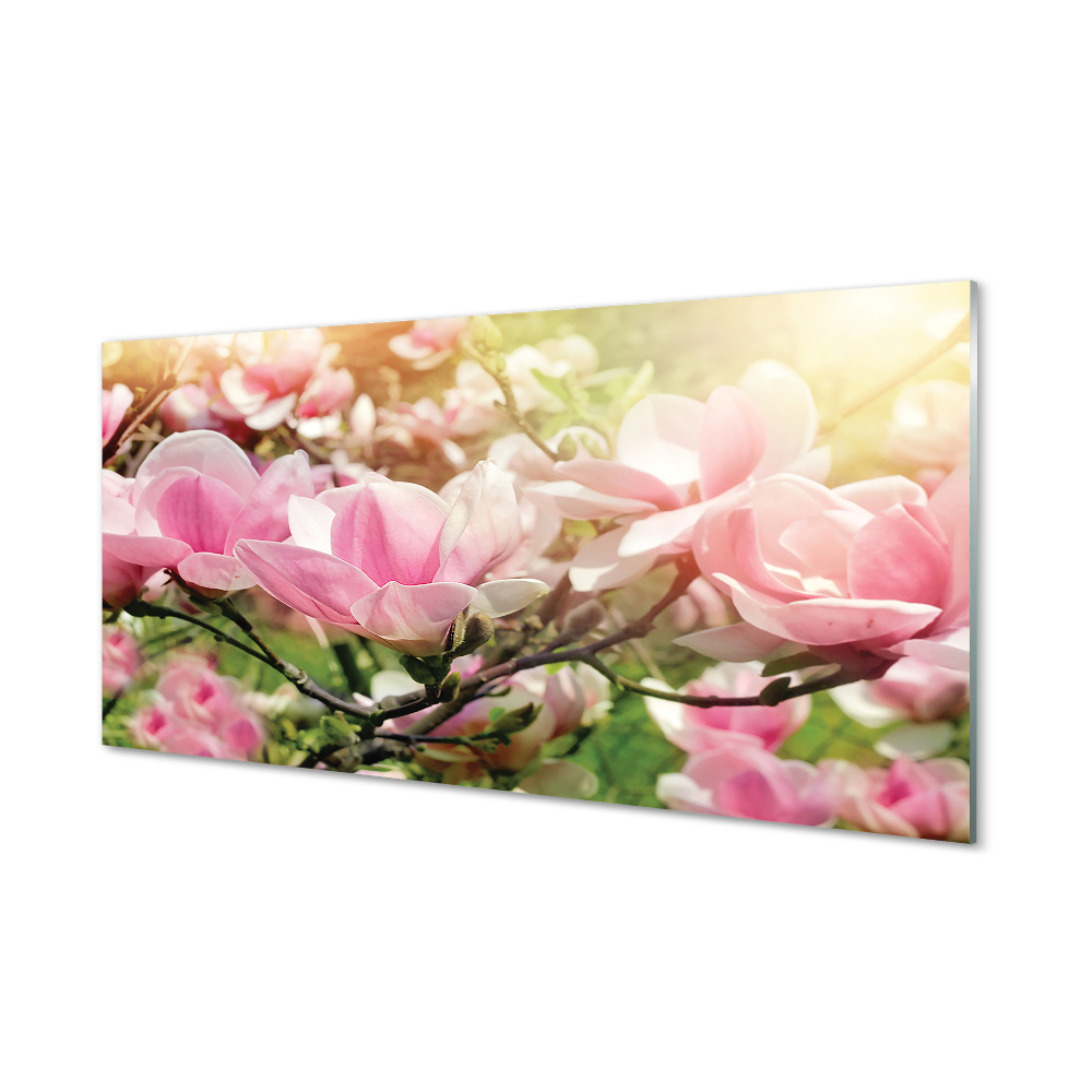 Obraz na szkle Kwiaty Magnolii tło