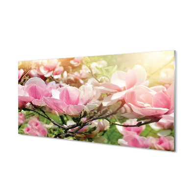 Obraz na szkle Kwiaty Magnolii tło