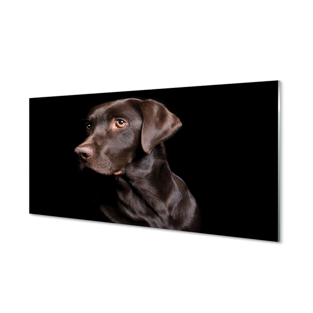 Obraz na szkle Brązowy pies na czarnym tle