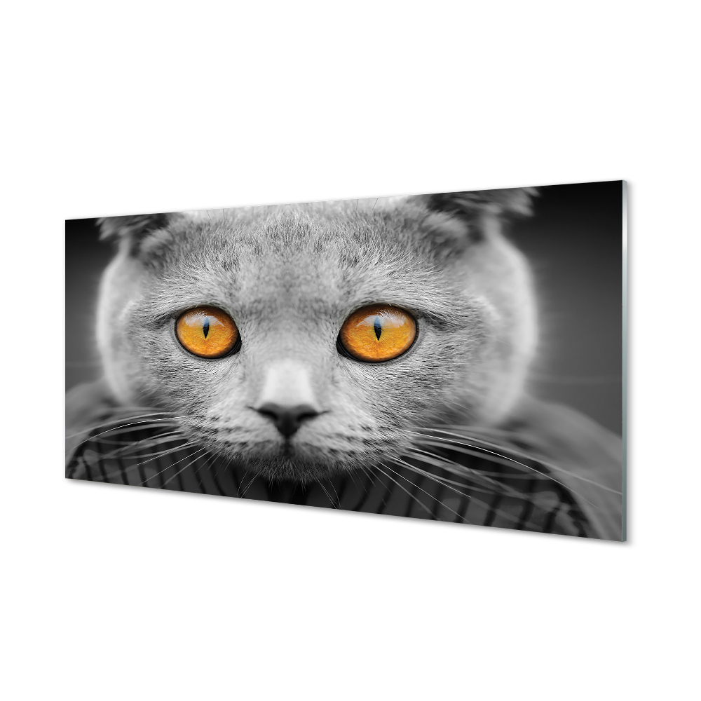 Obraz na szkle Szary kot brytyjski pomarańczowe oczy