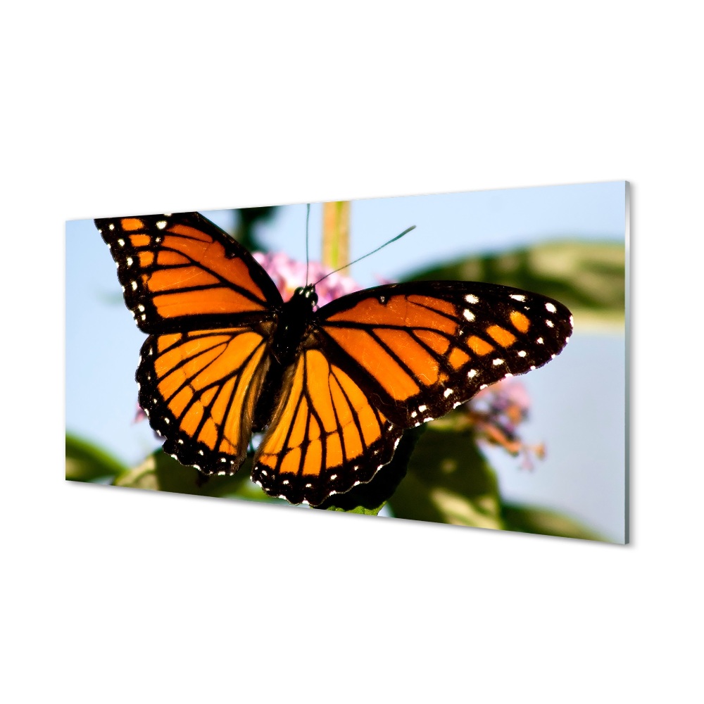 Obraz na szkle Pomarańczowy motyl