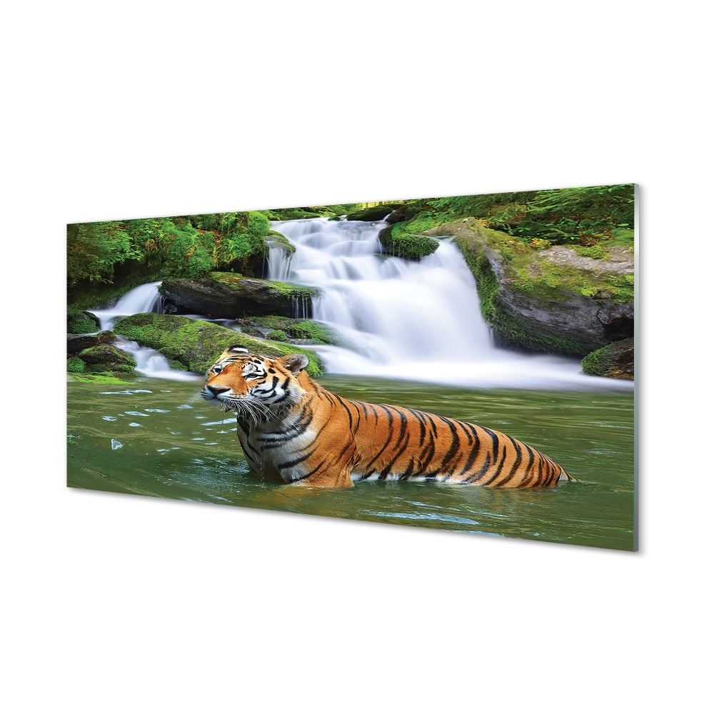Obraz na szkle Tygrys kąpiący się w wodzie wodospad