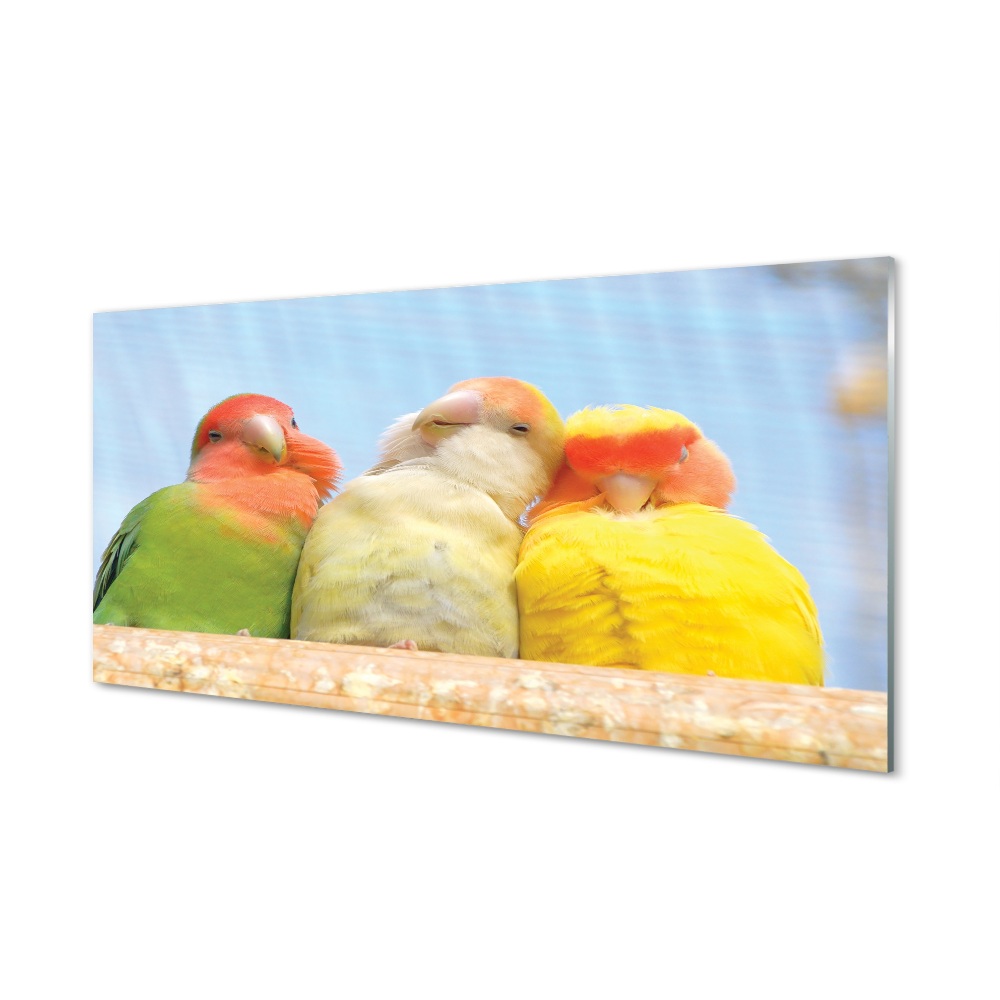Obraz na szkle Trzy kolorowe papugi