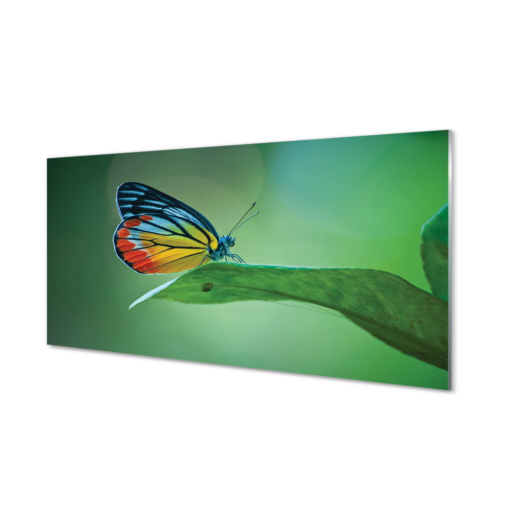 Obraz na szkle Kolorowy motyl na liściu