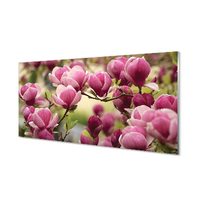 Obraz na szkle Różowe kwiaty Magnolii na drzewie