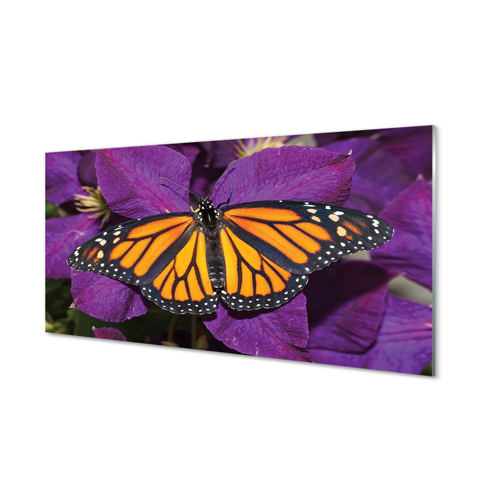 Obraz na szkle Kolorowy motyl na fioletowym kwiecie
