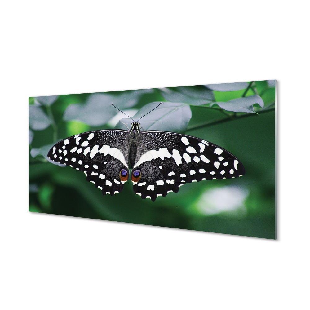 Obraz na szkle Czarno-biały motyl na liściach