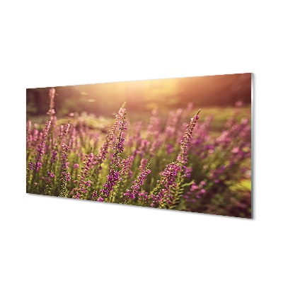 Obraz na szkle Wrzosy na polu