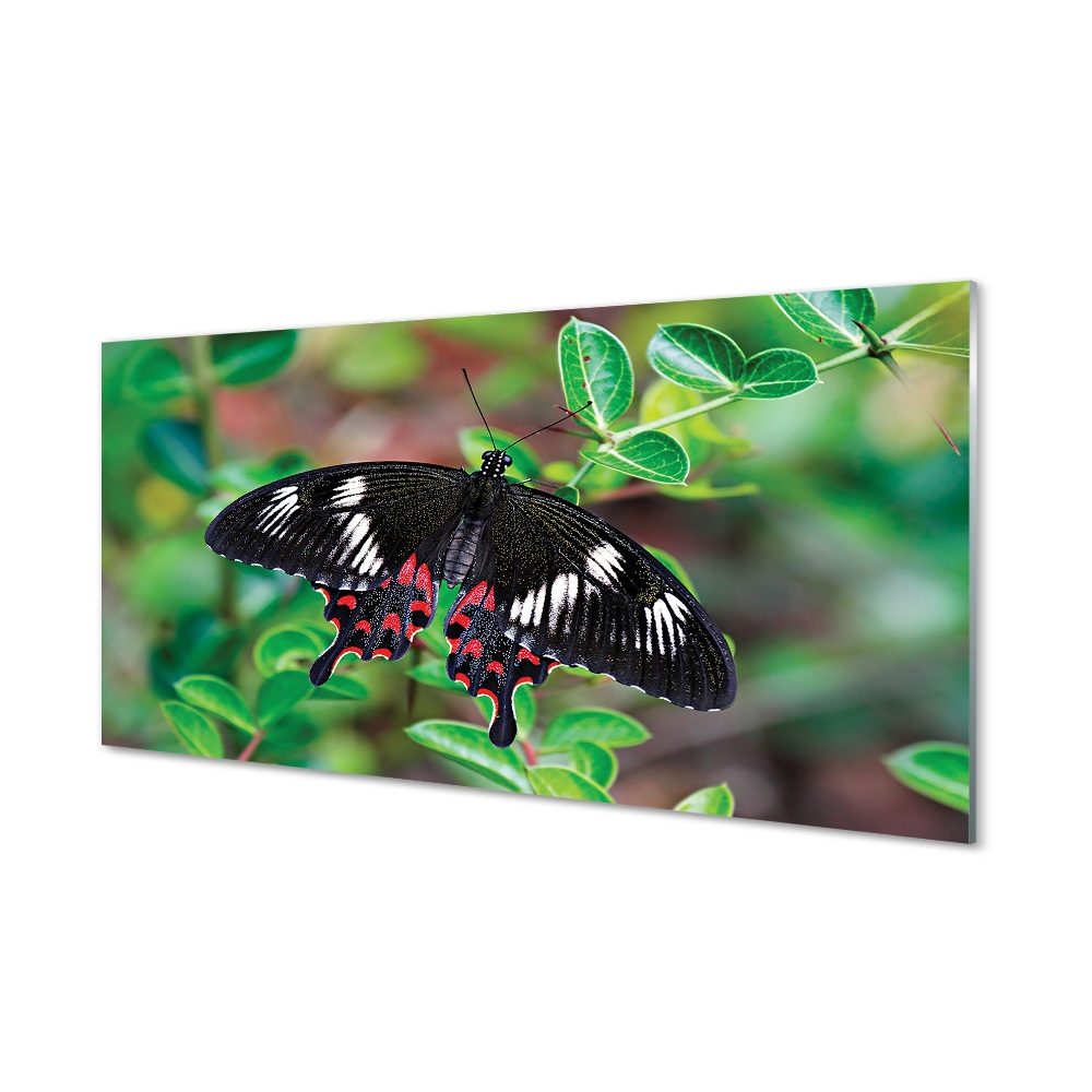 Obraz na szkle Czarny motyl na liściach