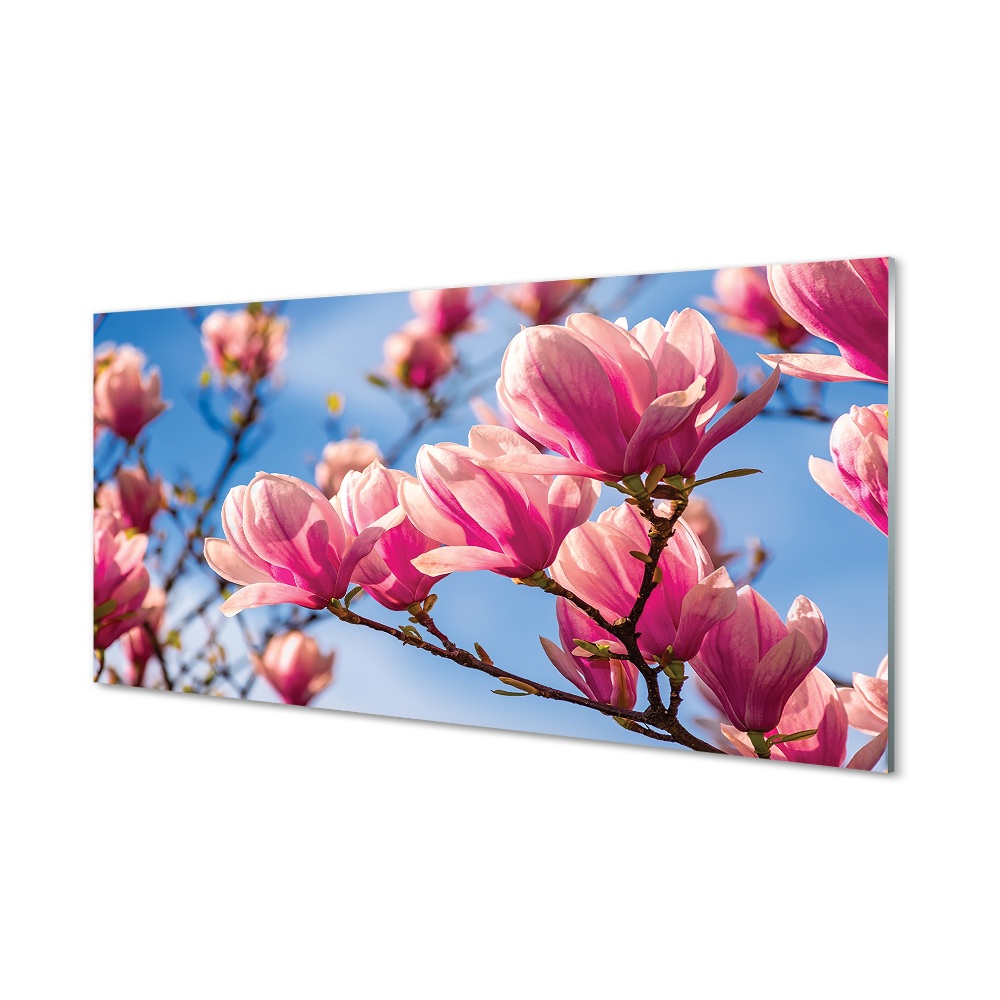 Obraz na szkle Kwiaty Magnolii niebieskie niebo