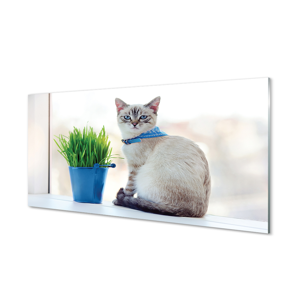 Obraz na szkle Siedzący kot tonkijski niebieska doniczka