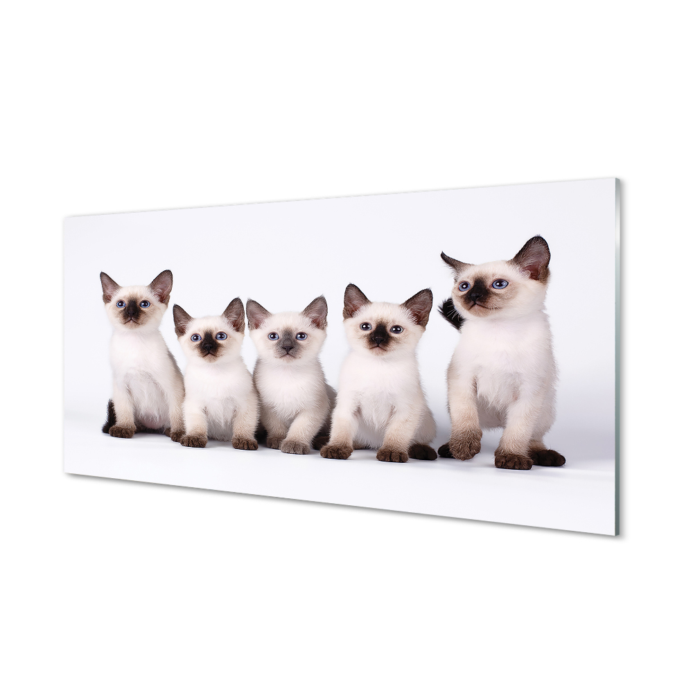 Obraz na szkle Małe koty syjamskie