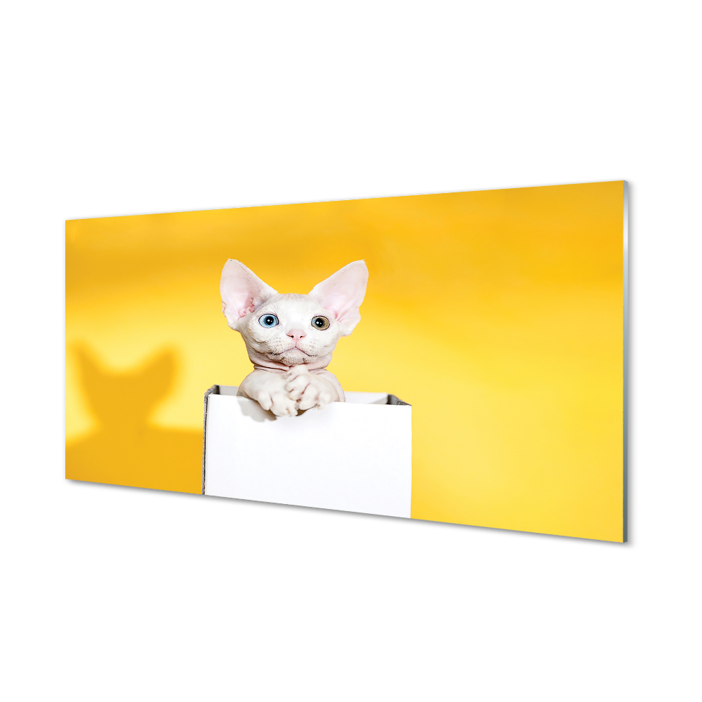 Obraz na szkle Kot sfinks w pudełku