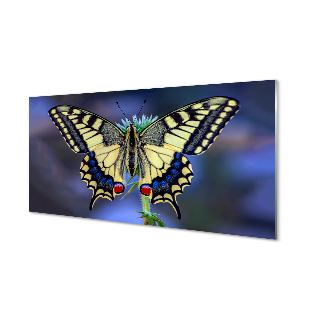 Obraz na szkle Żółty motyl na niebieskim tle