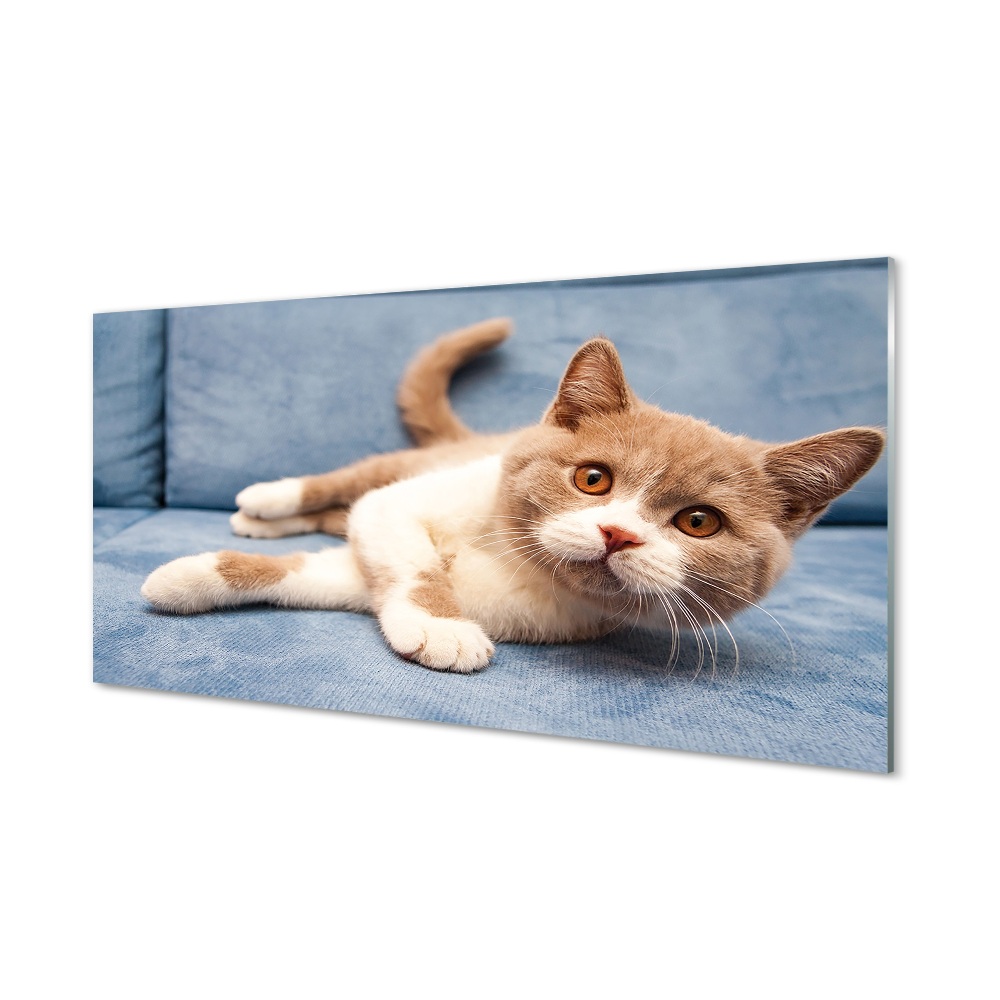 Obraz na szkle Kot leżący na kanapie