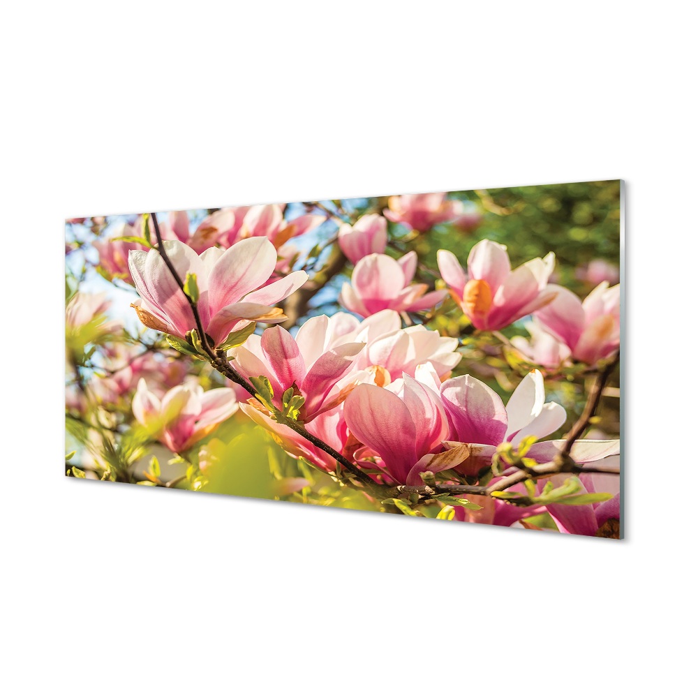 Obraz na szkle Różowa magnolia na drzewie