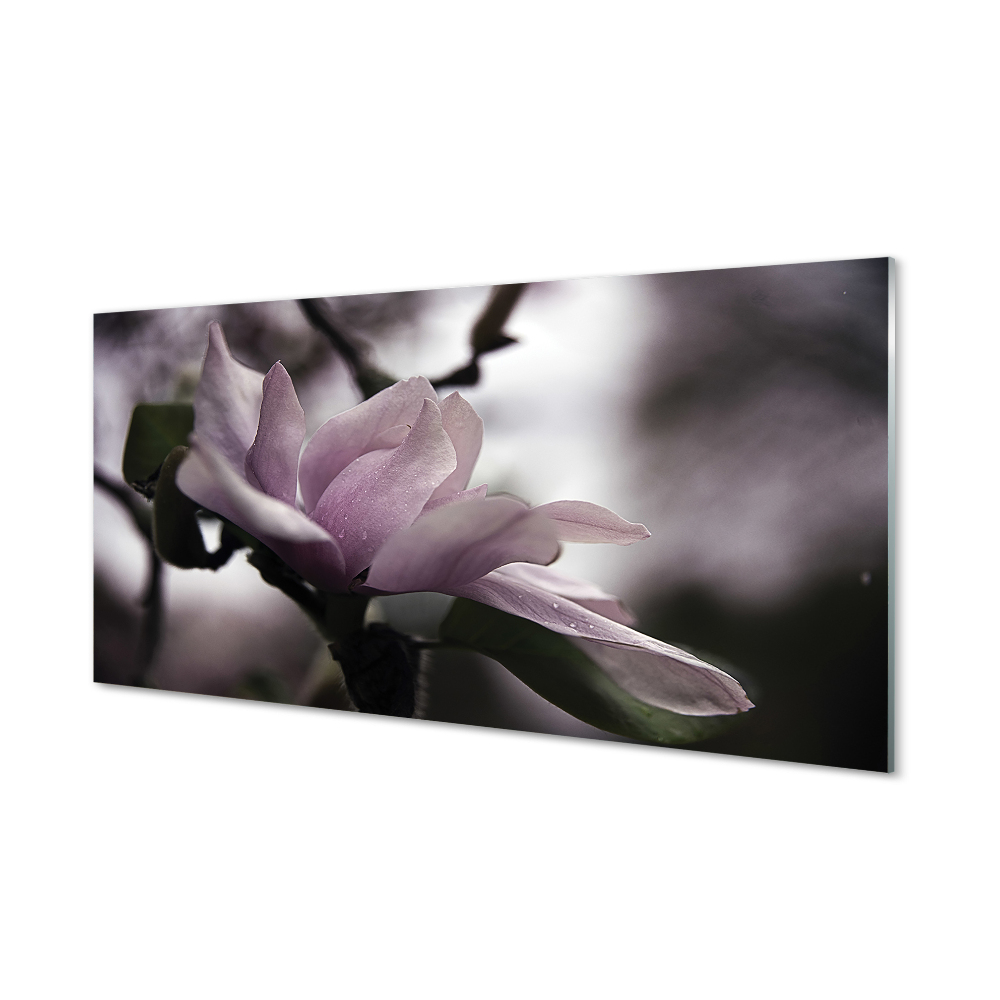 Obraz na szkle Szara magnolia