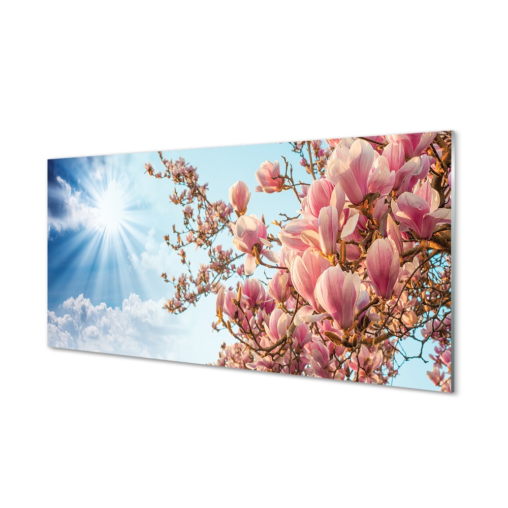 Obraz na szkle Kwiaty magnolii na drzewie słońce