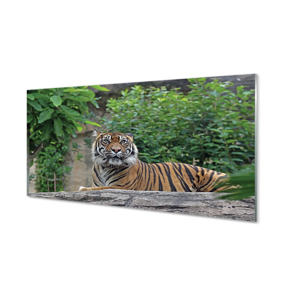Obraz na szkle Tygrys w lesie