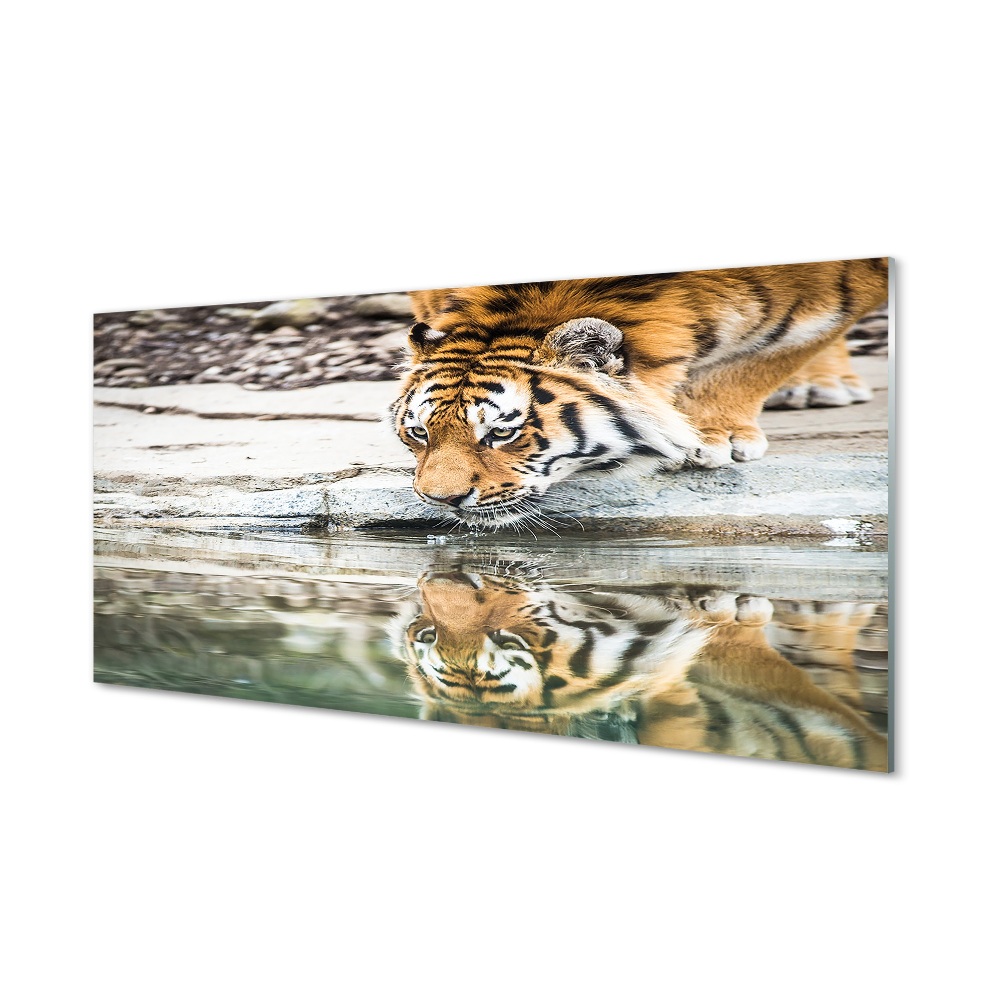 Obraz na szkle Tygrys pijący wodę