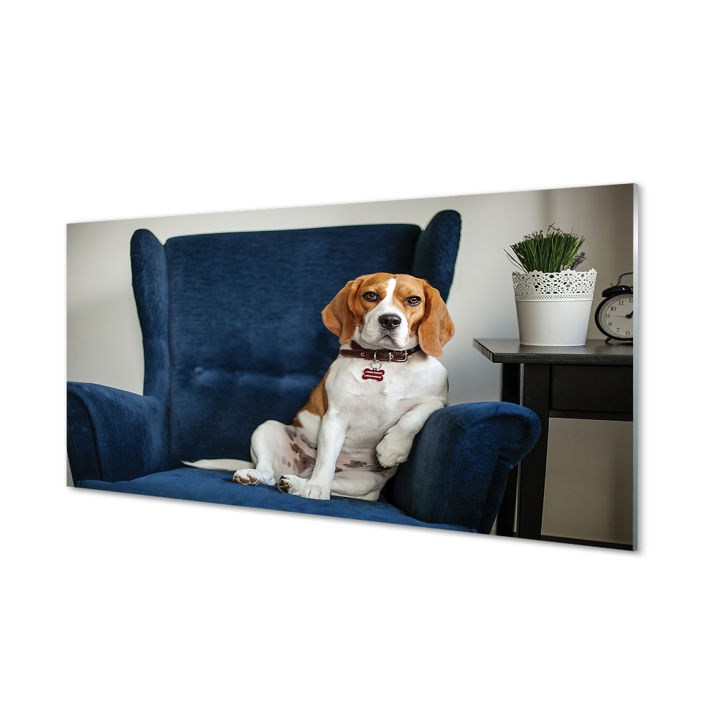 Obraz na szkle Siedzący na niebieskim fotelu pies