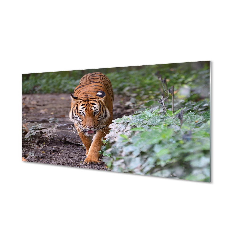 Obraz na szkle Tygrys przy krzaku