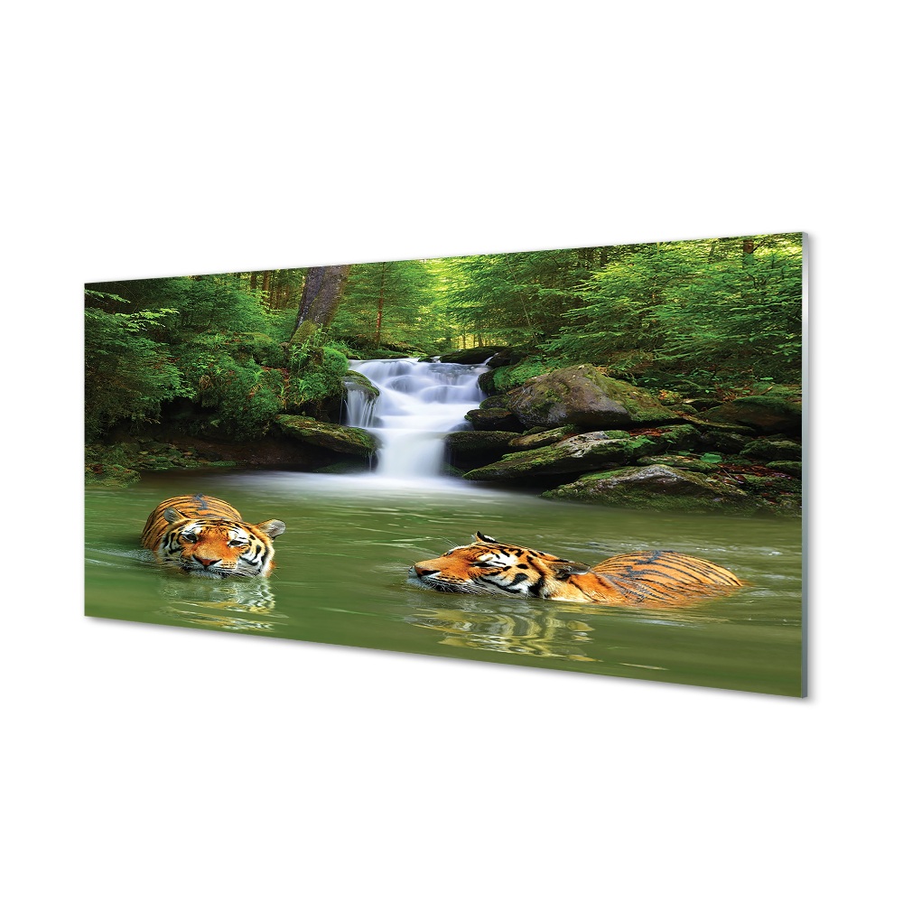 Obraz na szkle Dwa tygrysy kąpiące się przy wodospadzie