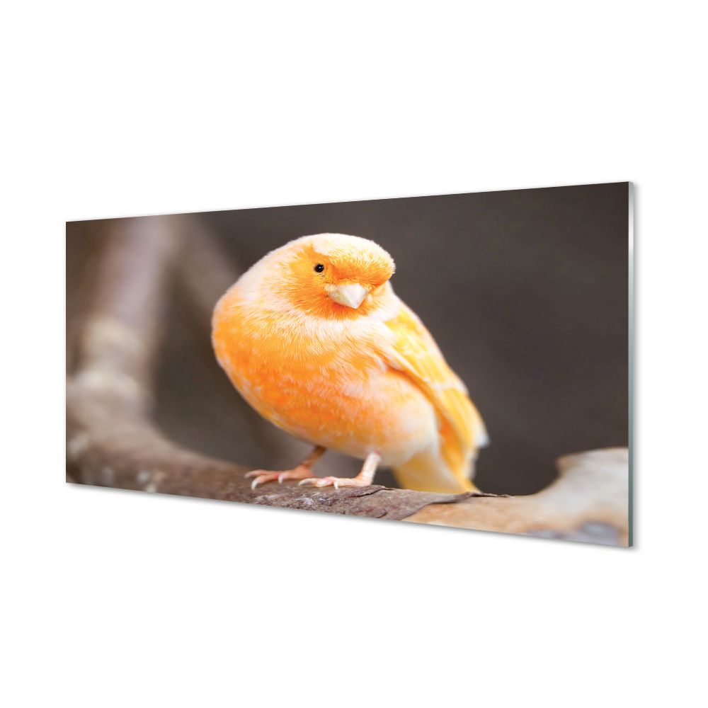 Obraz na szkle Gałąź pomarańczowa papuga