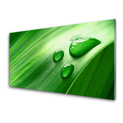 Obraz na Szkle Liście Rosa Kropa