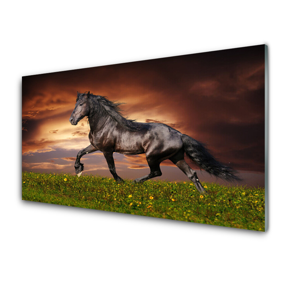 Obraz na Szkle Czarny Koń Polana