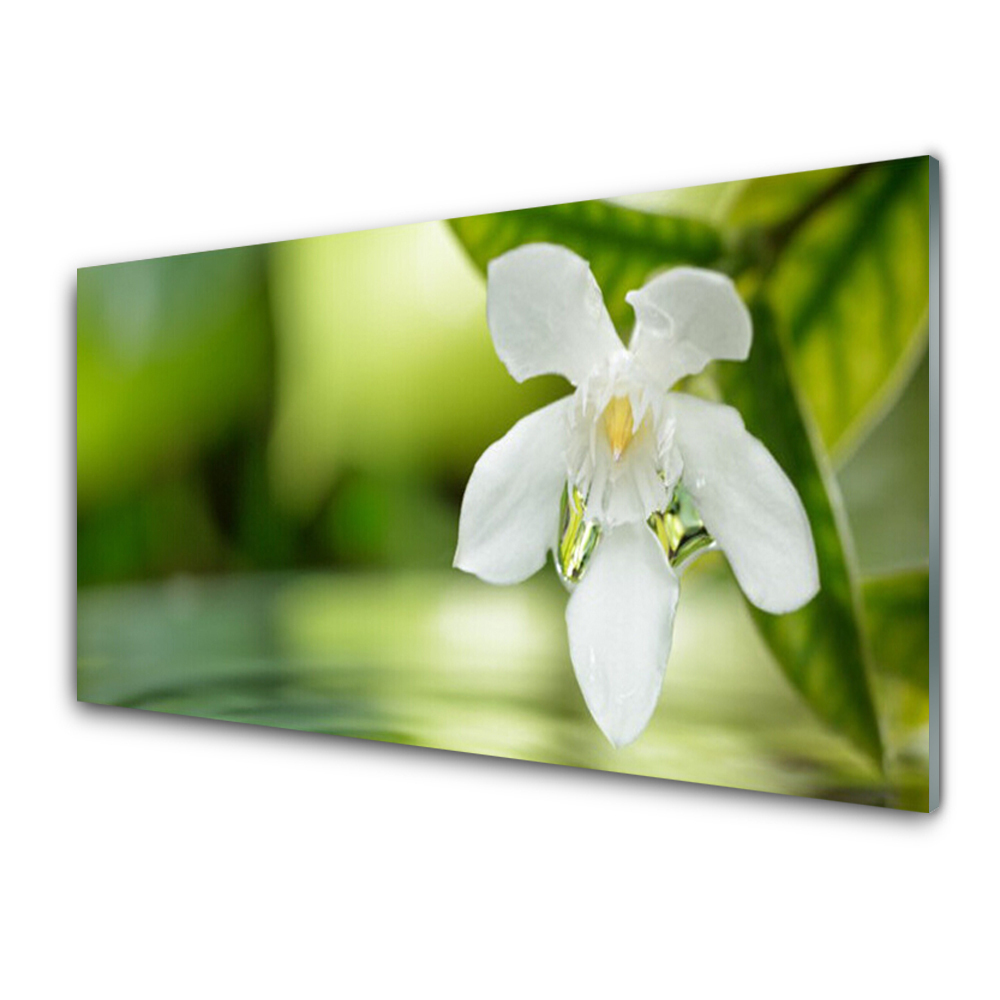 Obraz na Szkle Biały Kwiat Liście