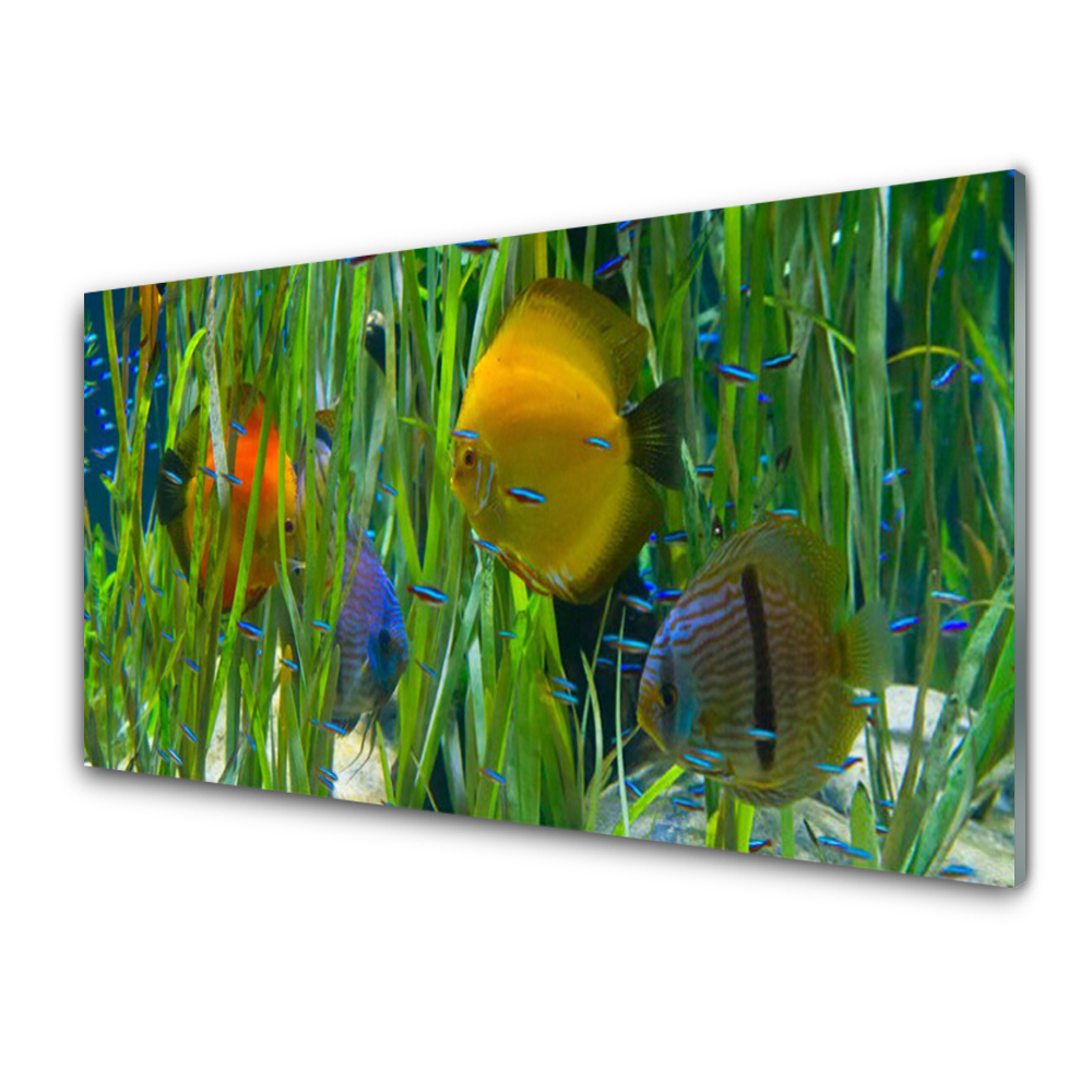 Obraz Szklany Ryba w Akwarium Wodorosty