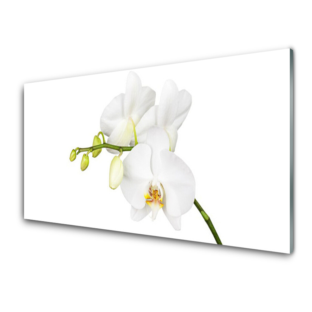 Obraz Szklany Orchidea białe kwiaty