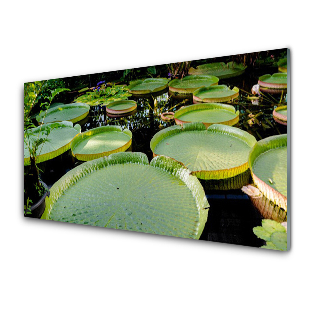 Obraz Szklany Liście lilii wodnej